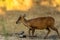 Barking deer or muntjac or Indian muntjac or red muntjac or Muntiacus muntjak an antler sighted in forest safari at bandhavgarh