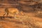 Barking deer searching for the food at br hills tiger reserve