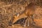 Barking deer searching for the food at br hills tiger reserve