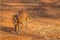 Barking deer searching for the food at br hills tiger reserve