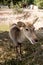 Barking deer in Thailand.