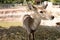 Barking deer in Thailand.