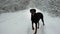 A barking doberman is standing on a snowy road in a winter forest and hunting in slow motion