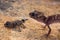 Barking gecko mother in defensive posture over offspring