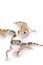 Barking Gecko (Nephrurus milii)