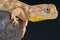 Barking gecko / Ptenopus garrulus