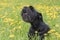 Barking Giant Black Schnauzer Dog