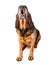 Barking Large Bloodhound Dog