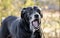 Barking old Back Labrador Retriever dog with gray muzzle