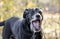 Barking old Back Labrador Retriever dog with gray muzzle