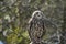 A barking owl