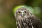 Barking owl