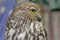 Barking Owl Australia