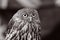 Barking owl Australian bird portrait