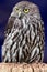 Barking owl bird full length