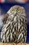 Barking owl bird full length