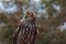 Barking Owl with bush in background