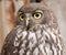 Barking owl close up