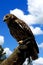 Barking Owl closeup, Bird-of-prey Australia