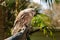 Barking owl at Currumbin Wildlife Park