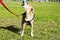 Barking Pinscher Dog Portrait at the Park