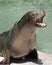 Barking Sea Lion