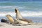 Barking seals on Seal Bay
