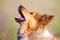 Barking shetland sheepdog portrait