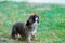 Barking three weeks mixed breed puppy on a grass in autumn