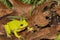 Barking Tree Frog