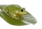 Barking Tree Frog on Magnolia Leaf, isolated