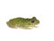 Barking Tree Frog on white