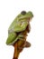 Barking Treefrog