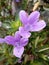 Barleria cristata