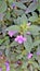 Barleria cristata also known as Philippine violet, Bluebell barleria, Crested Philippine violet
