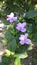 Barleria cristata or December Flower