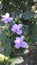 Barleria cristata or December Flower