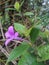 Barleria cristata or Philippine viollet flower plant