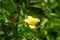 Barleria prionitis Barleria prionitis, Prionitis hystrix, bunga landak, jarong, kembang, landep, landep, landhep. used in tradit