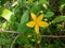Barleria prionitis indian wild flower