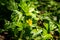 Barleria prionitis Yellow flower in a woods