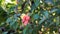 Barleria repens also known as coral creeper, pink ruellia