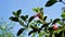 Barleria repens also known as coral creeper, pink ruellia