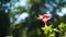 Barleria repens also known as coral creeper, pink ruellia