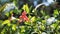 Barleria repens also known as coral creeper, pink ruellia