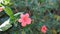 Barleria repens also known as coral creeper, pink ruellia