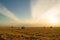 Barley bales at sunset