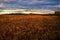 Barley corn fiel in dawn