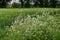 Barley and Cow Parsley - Anthriscus syvestris, Norfolk, England, UK