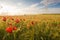 Barley crop